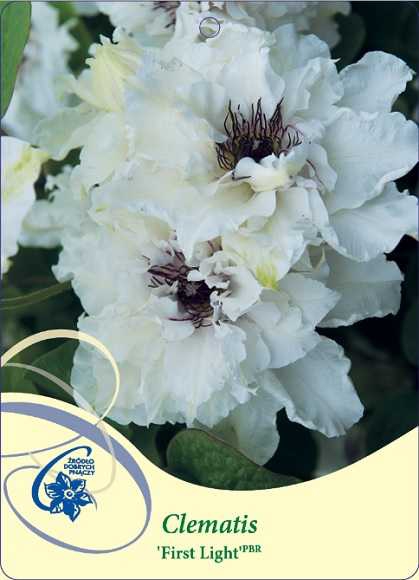 Клематис гибридный Ферст Лав